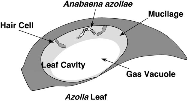 Anabaena_circinalis.jpg