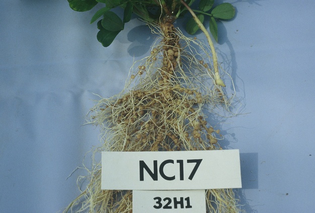 Bradyrhizobium_arachidis.jpg