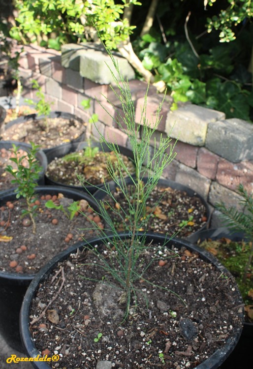 Casuarina_cunninghamiana3Sneek20160923.jpg