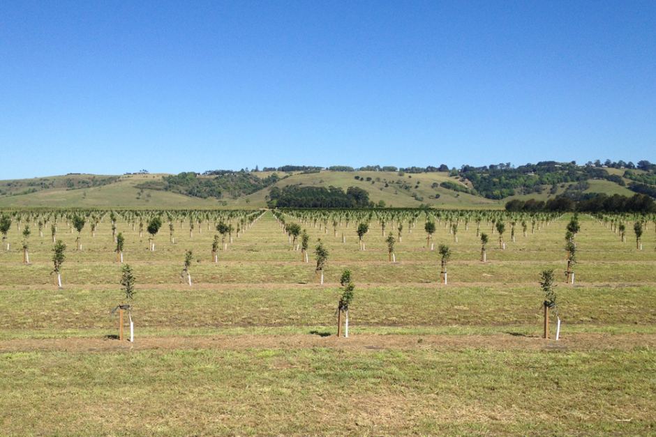 Photo: The Dorey family continue to expand the macadamia farm, on former cane land, at Knockrow near Ballina. (Kim Honan)