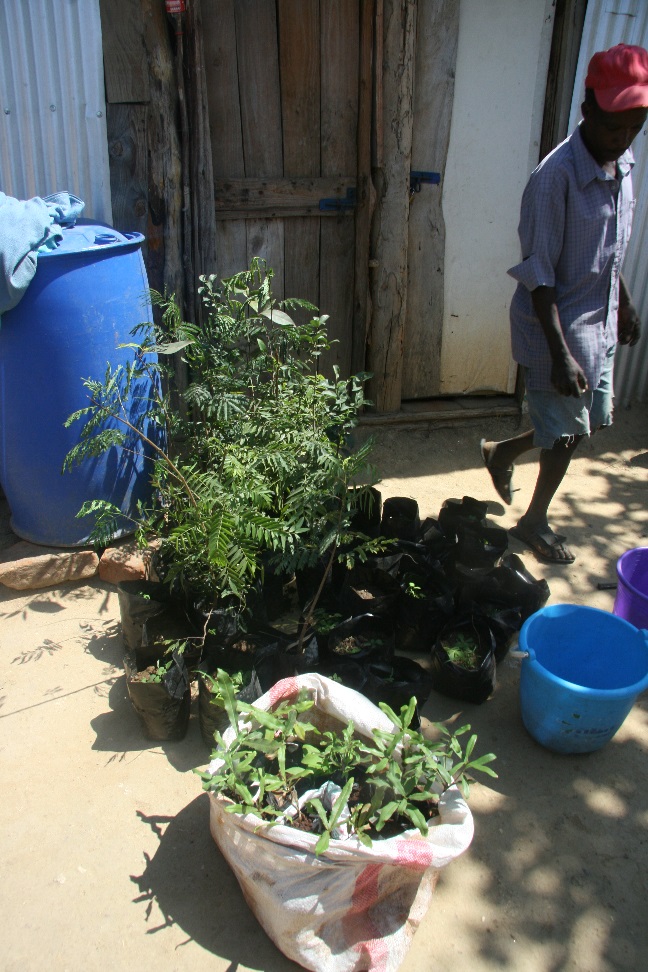 Macadamia_grafts_and_companion_trees.jpg