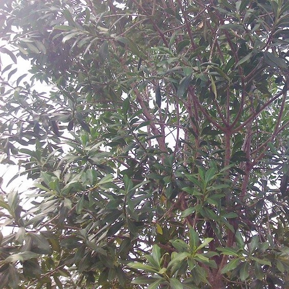 Macadamia_integrifolia1MeruKE.png