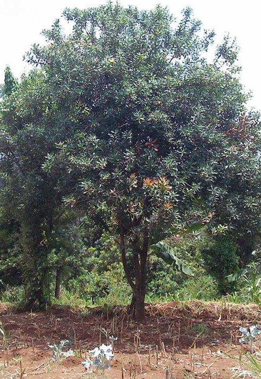 Macadamia_tetraphylla2.jpg.jpg