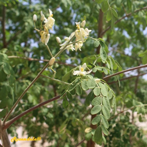 Moringa_oleifera1Milcaha20160811h.jpg