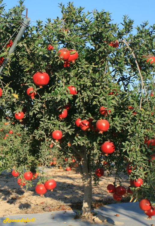 Punica_granatum2SdehBoker20110901.png