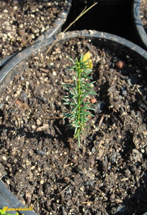 Taxus_baccata3Sneek20160915.jpg