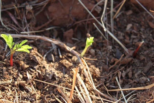 Zambian_moringa_4.jpg