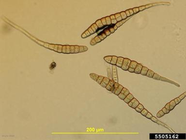 Alternaria_brassicae.jpg