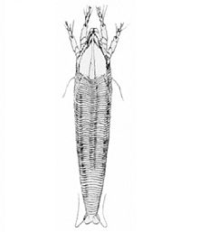 Abacarus_sacchari.jpg