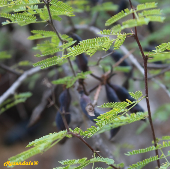 /Acacia_farnesiana1Jerusalem20171105a.png