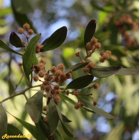 /Acacia_melanoxylon1Jerusalem20171105b.jpg