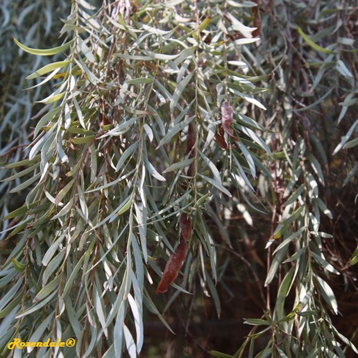 /Acacia_pendula1EinGedi20160815.jpg