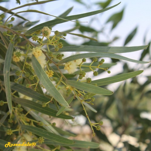 /Acacia_saligna1Be_erSheva20160810a.jpg