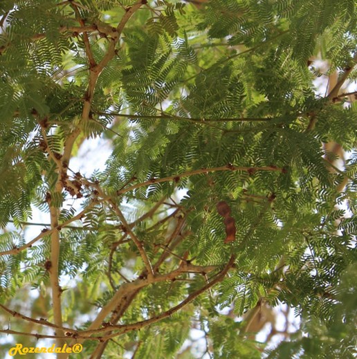 /Acacia_xanthophloea1EinGedi20160810.jpg