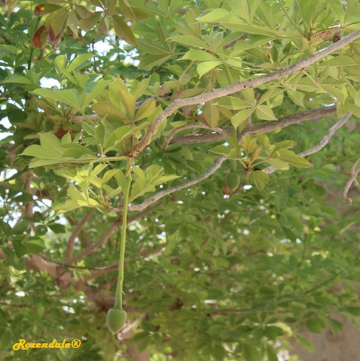 /Adansonia_digitata1EinGedi20160815.jpg