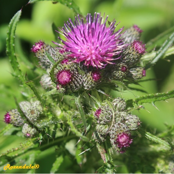 /Carduus_tenuiflorus1Sneek20160604.jpg