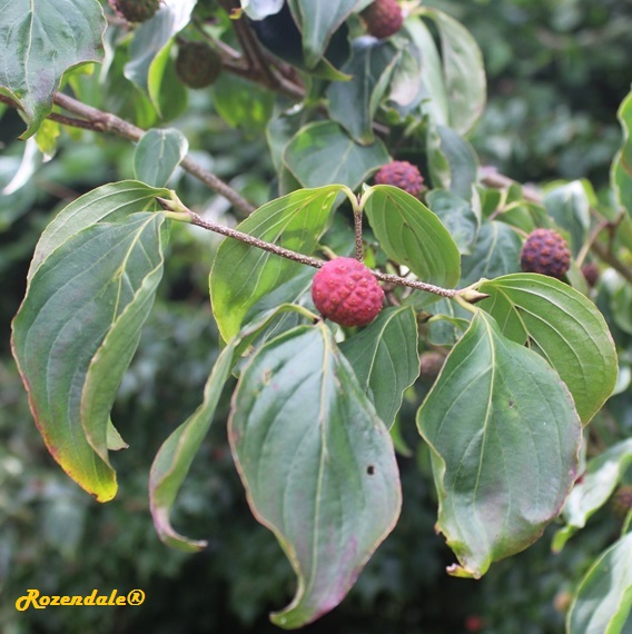 /Cornus_kousa1Sneek20160903.jpg