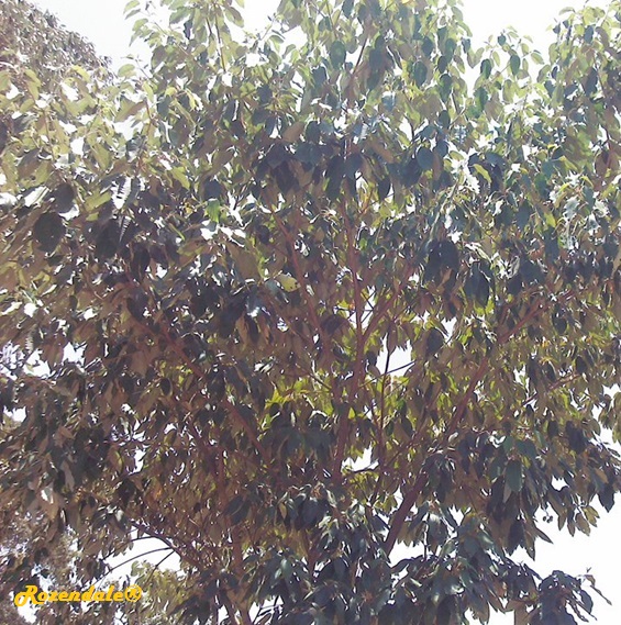 /Croton_megalocarpus1Thika20160318.jpg