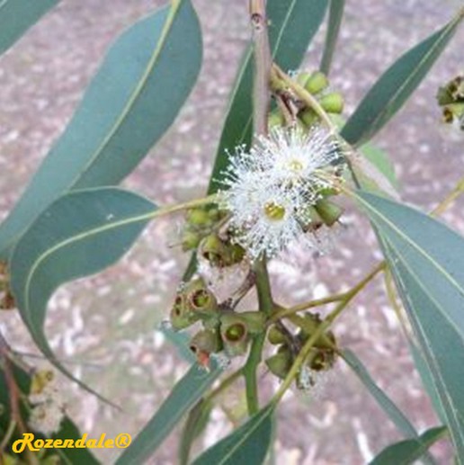 /Eucalyptus_saligna1Google.jpg