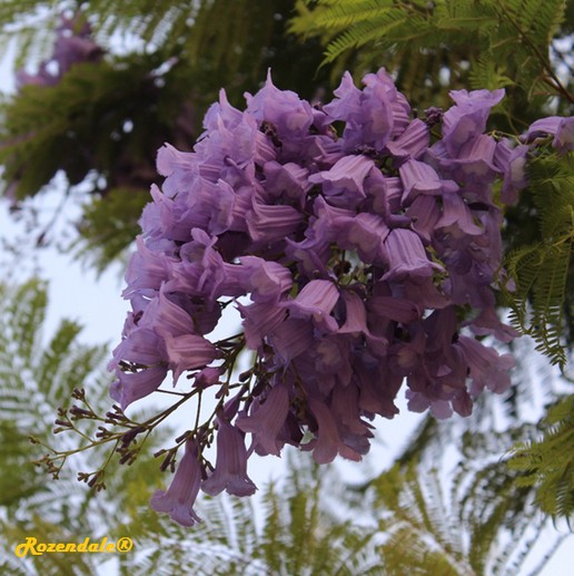 /Jacaranda_mimosifolia1Yafo20160808.jpg