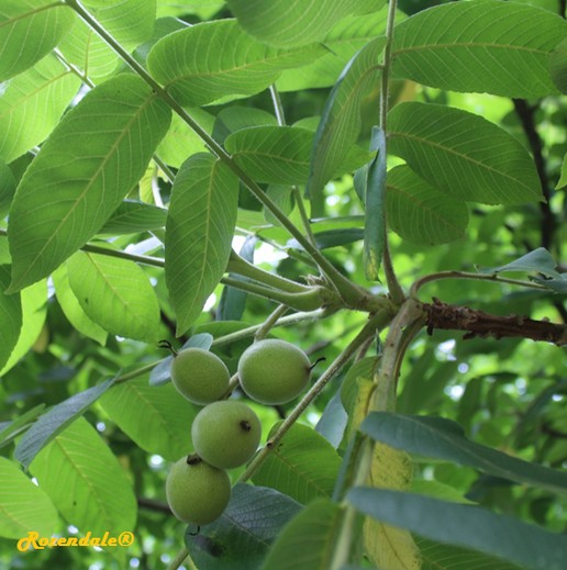 /Juglans_regia1Belmonte20160711.jpg