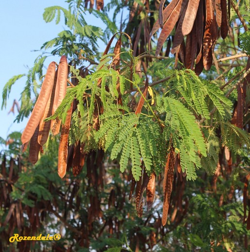 /Leucaena_leucocephala1BMilcah.jpg