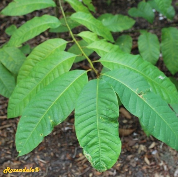 /Magnolia_rajaniana1Orlando20161115.jpg