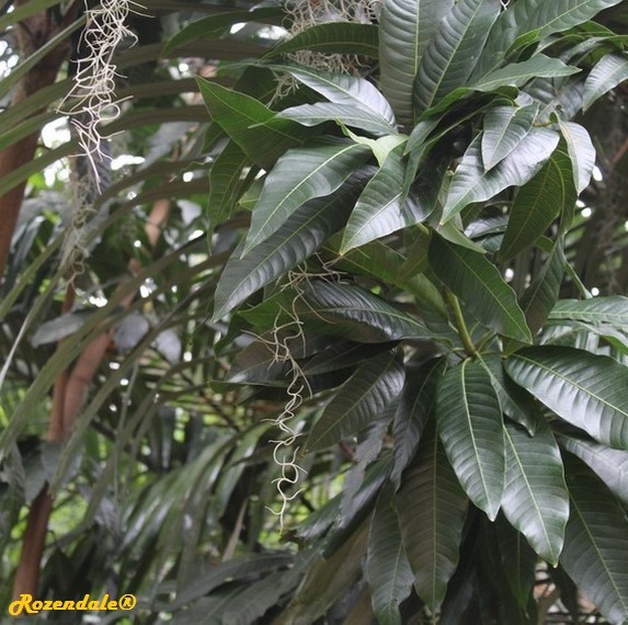 /Mangifera_indica1Orlando20161115.jpg