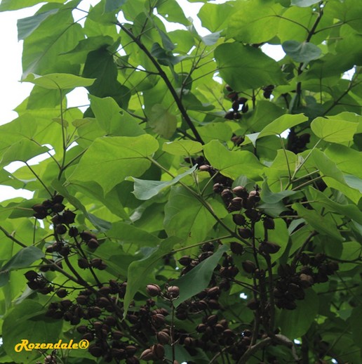 /Paulownia_tomentosa1Belmonte20160711.jpg