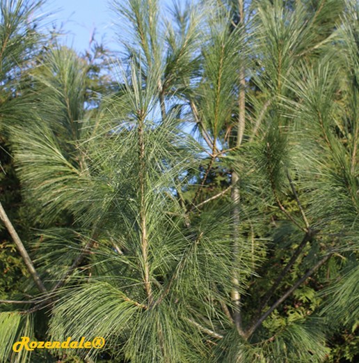 /Pinus_wallichiana1Sneek20160118.jpg