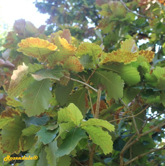 /Quercus_dentata1Belmonte20161016.jpg