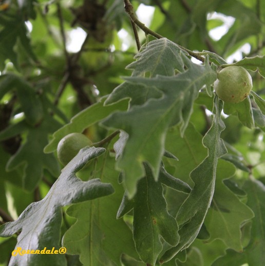 /Quercus_pyrenaica1Belmonte20160711.jpg