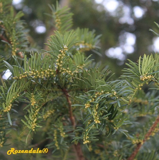 /Taxus_baccata1Sneek20160118.jpg