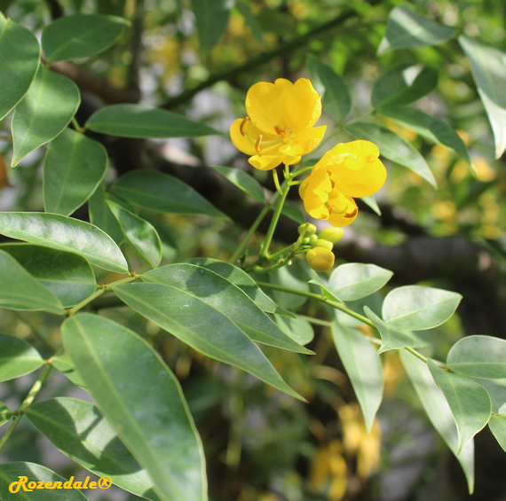 Cassia_senna1Utrecht20170824.png