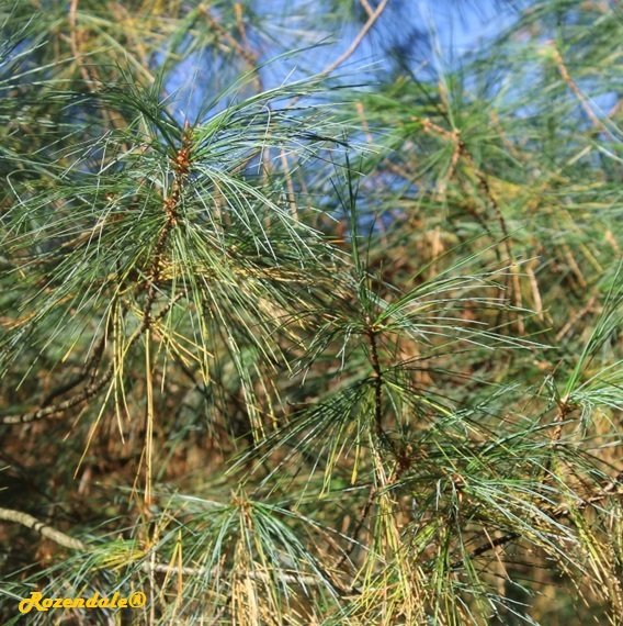 Pinus_strobus1Belmonte2016.jpg