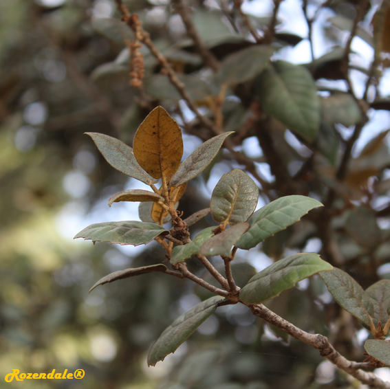 Quercus_alnifolia1Jerusalem20171105.png