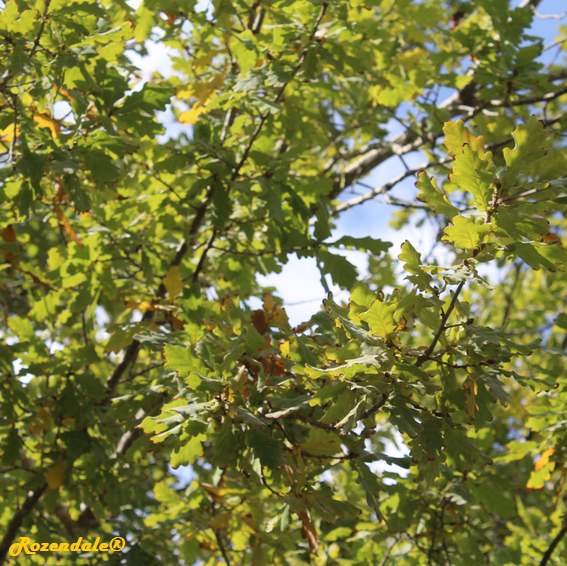 Quercus_pedunciliflora1Jerusalem20171105a.png
