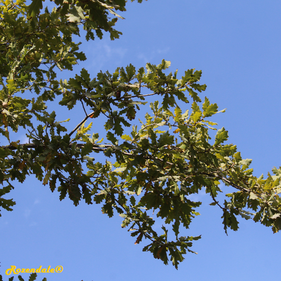 Quercus_pedunciliflora1Jerusalem20171105b.png