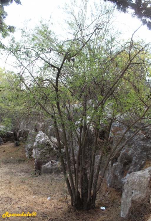 /Acacia_farnesiana2Jerusalem20171105a.png