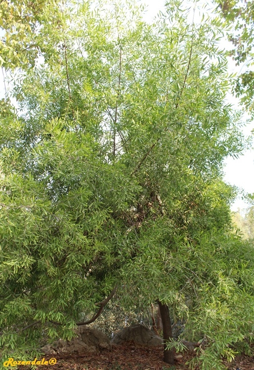 /Acacia_melanoxylon2Jerusalem20171105a.jpg