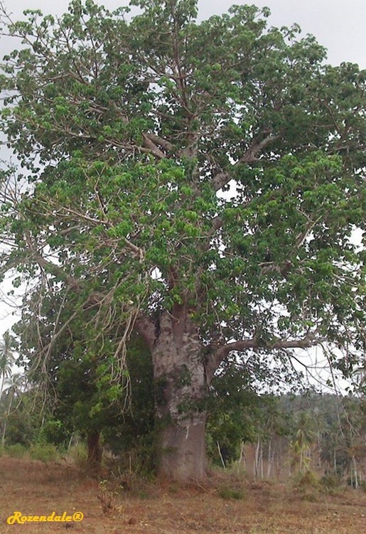 /Adansonia_digitata2CoastKE20160501.jpg