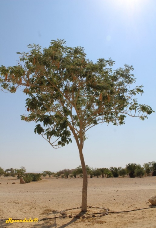 /Albizia_lebbeck2Arava20160810.jpg