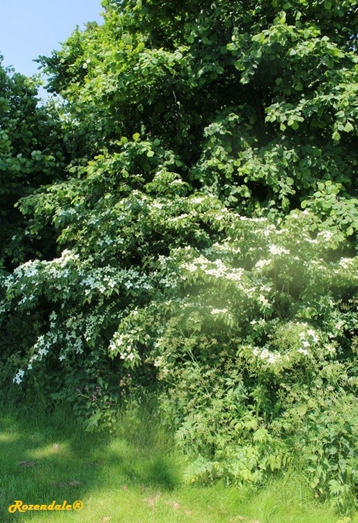 /Cornus_kausa2Sneek20160604.jpg