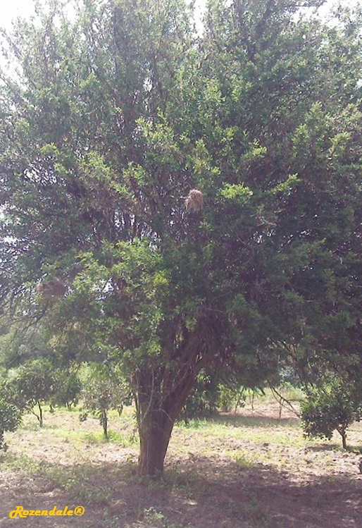 /Dalbergia_melanoxylon2Makueni20160501.jpg