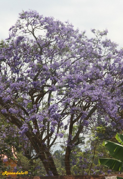 /Jacaranda_mimosifolia2Meru20140920.jpg