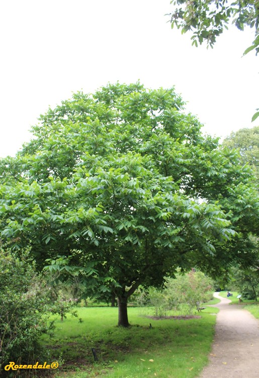 /Juglans_regia2Belmonte20160711.jpg