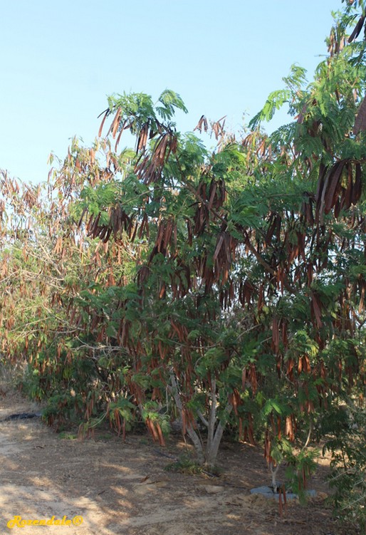 /Leucaena_leucocephala2BMilcah20160811.jpg