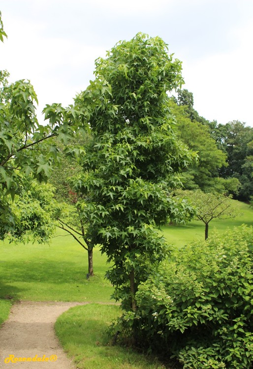 /Liquidambar_styraciflua2Belmonte20160711.jpg