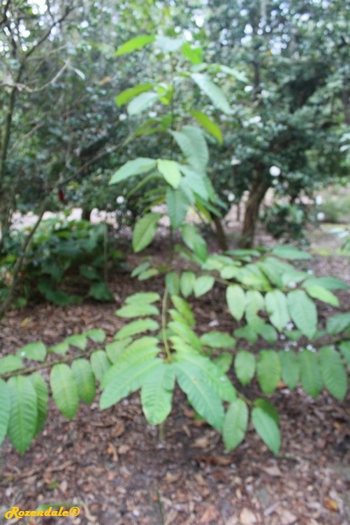 /Magnolia_rajaniana2Orlando20161115.jpg