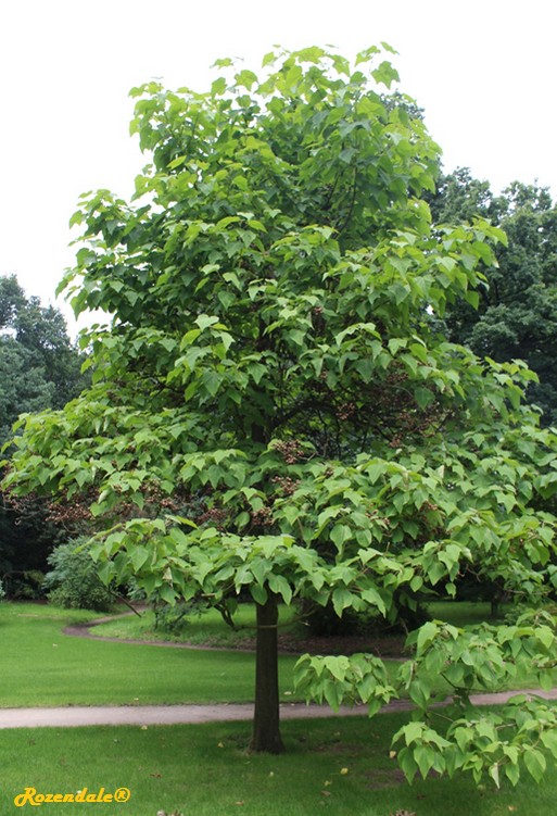 /Paulownia_tomentosa2Belmonte20160711.jpg